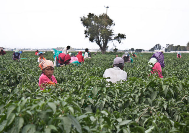 La Red Nacional de Jornaleros y Jornaleras Agrícolas exhorta a las autoridades a garantizar el derecho al acceso a la vacunación contra la COVID-19 de la población jornalera agrícola en México.