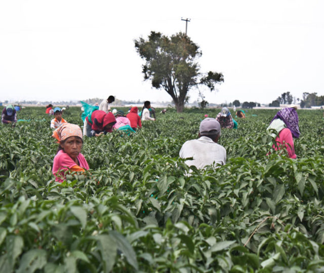 La Red Nacional de Jornaleros y Jornaleras Agrícolas exhorta a las autoridades a garantizar el derecho al acceso a la vacunación contra la COVID-19 de la población jornalera agrícola en México.