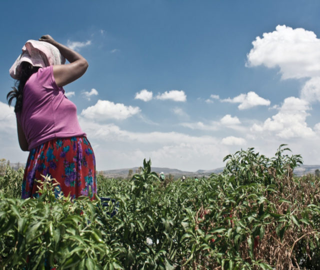Muerte materna en los campos agrícolas