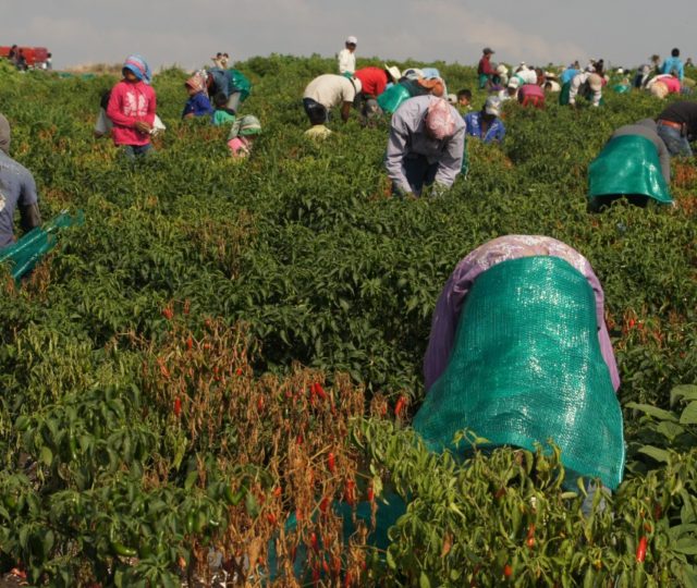 Familias indígena en riesgos de contagio y muertes por Covid-19 en los campos agrícolas de México