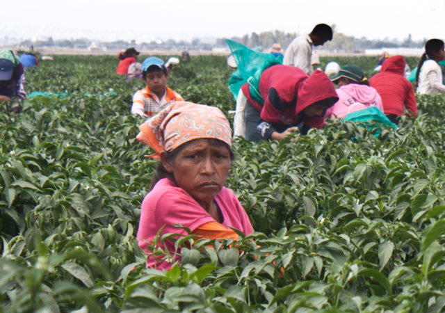  “Hasta más nosotras trabajamos”:  las labores no reconocidas de las mujeres jornaleras