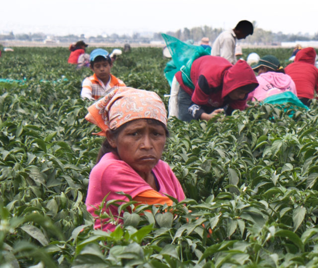  “Hasta más nosotras trabajamos”:  las labores no reconocidas de las mujeres jornaleras
