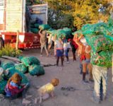 En el abandono más de 15 mil indígenas jornaleras y jornaleros