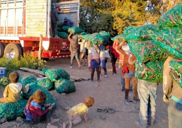 En el abandono más de 15 mil indígenas jornaleras y jornaleros