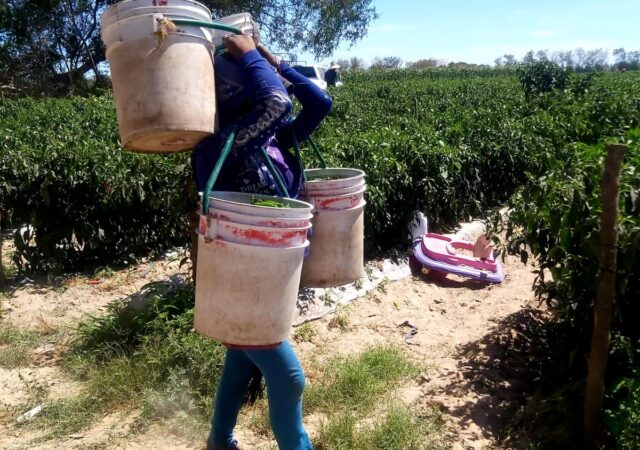 ¡Que le eches más ganas! Una frase que refleja la realidad de la explotación laboral de las mujeres jornaleras