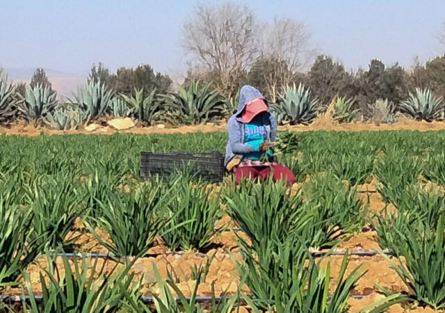 Maricruz, jornalera nahua, fue despedida por exigir sus derechos