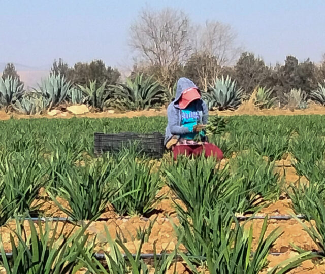 Maricruz, jornalera nahua, fue despedida por exigir sus derechos