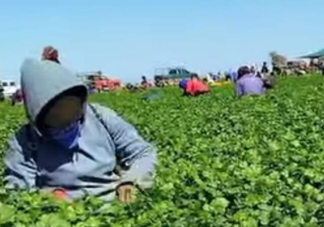 El constante estrujar de las vidas jornaleras