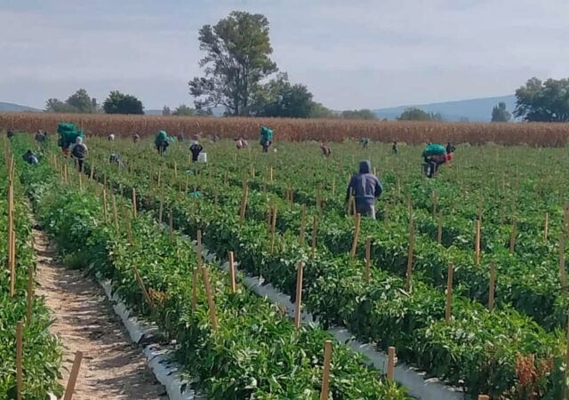 Jornaleros bajo fuego