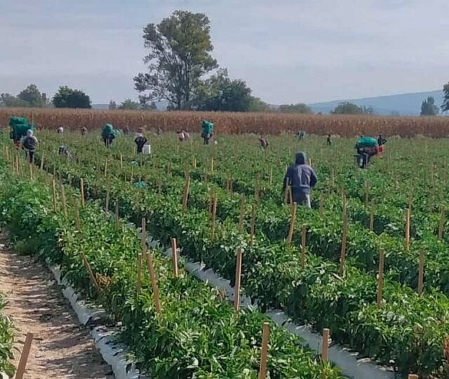 Jornaleros bajo fuego