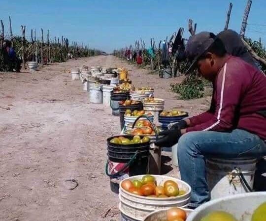 En los surcos “te mueres por enfermedad o por hambre”