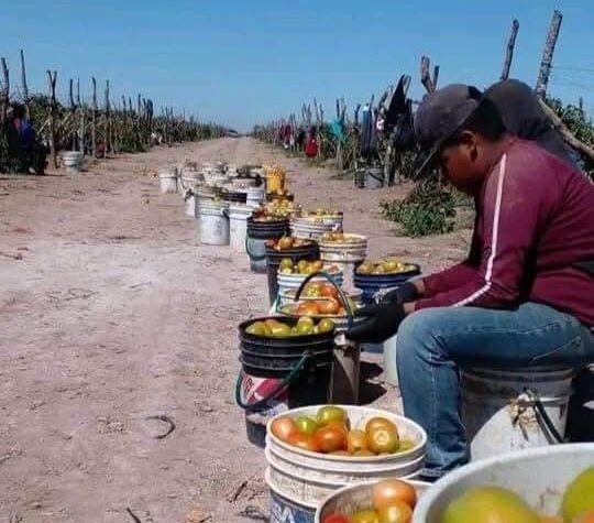 En los surcos “te mueres por enfermedad o por hambre”