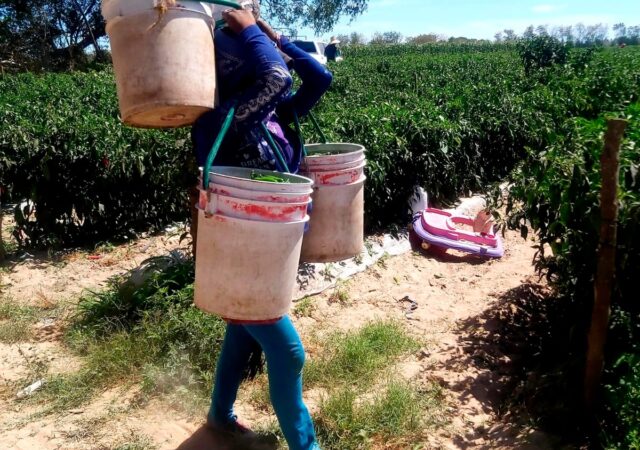 Ser mujer jornalera indígena, maternar en los campos agrícolas y enfrentar la violencia obstétrica