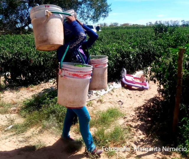 Ser mujer jornalera indígena, maternar en los campos agrícolas y enfrentar la violencia obstétrica