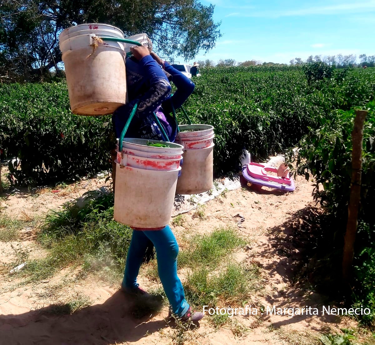Ser mujer jornalera indígena, maternar en los campos agrícolas y enfrentar la violencia obstétrica