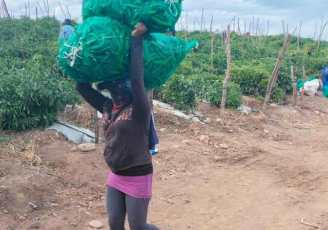 El viacrucis de las mujeres trabajadoras agrícolas