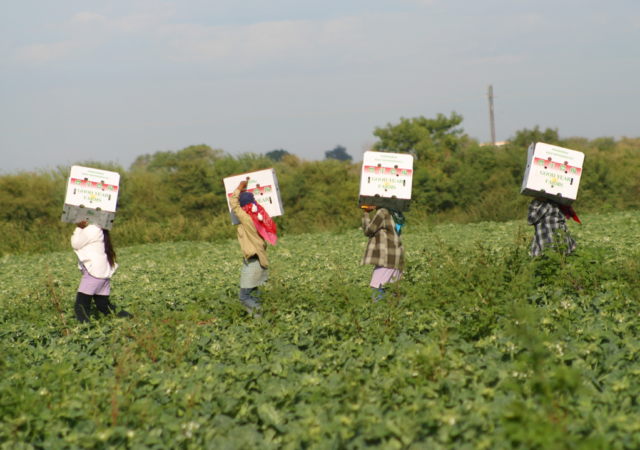 Jornaleros y jornaleras explotadas y sin derechos en los campos agrícolas