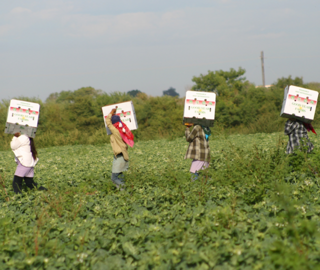 Jornaleros y jornaleras explotadas y sin derechos en los campos agrícolas