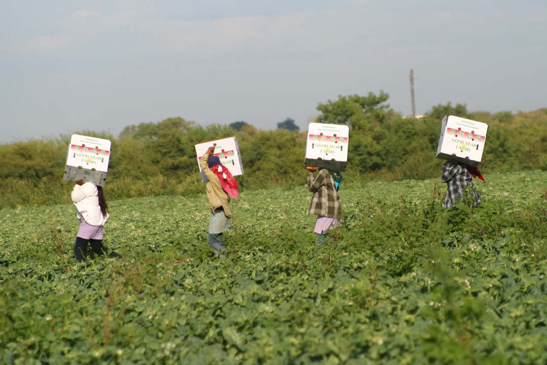 Jornaleros y jornaleras explotadas y sin derechos en los campos agrícolas