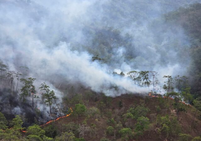 Las llamas han consumido 385 hectáreas de bosque en la Montaña de Guerrero