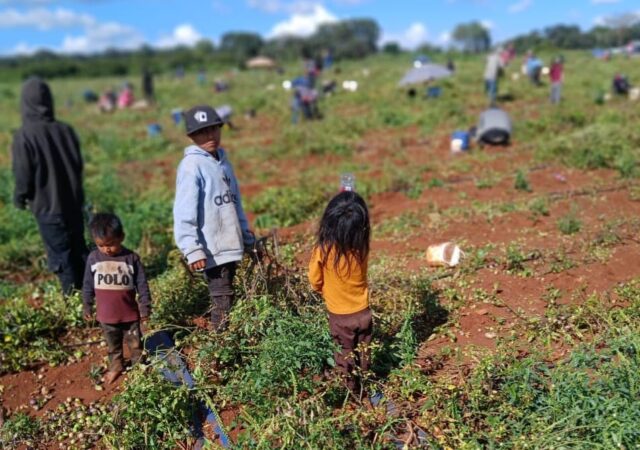 Niñas y niños jornaleros, los olvidados del 30 de abril