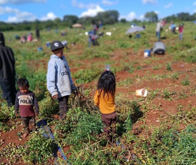 Niñas y niños jornaleros, los olvidados del 30 de abril
