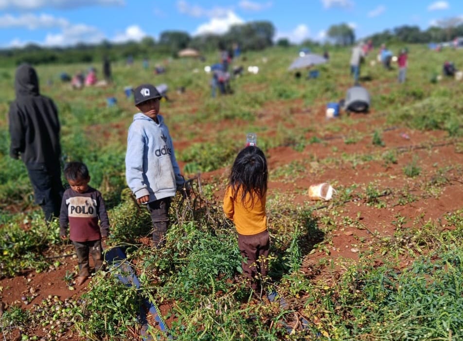 Niñas y niños jornaleros, los olvidados del 30 de abril